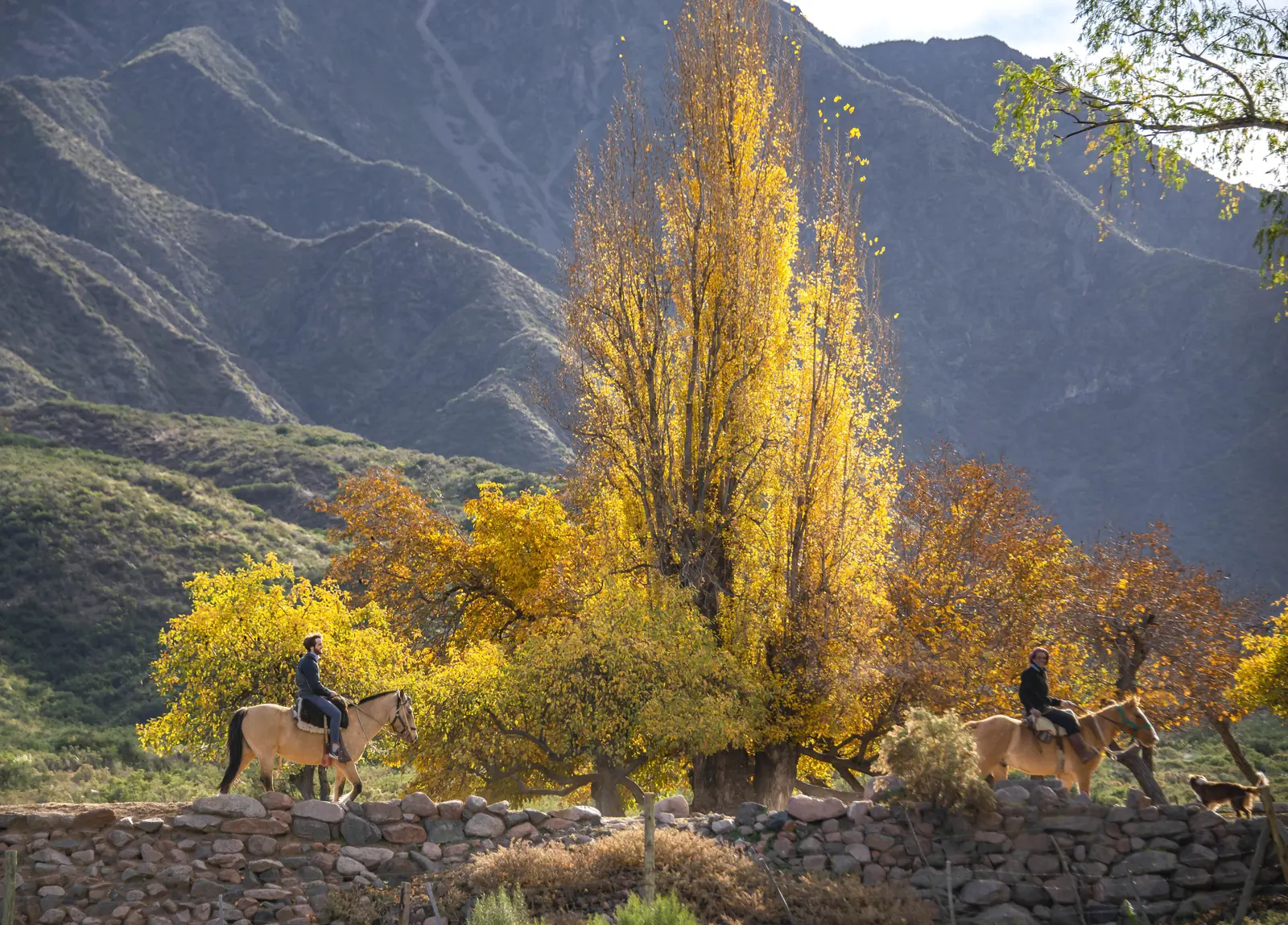 Álamo dorado en otoño junto a una pirca, con jinetes y la montaña de fondo