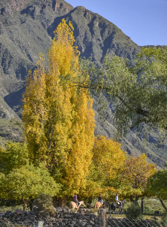 Álamos dorados en otoño frente a la montaña
