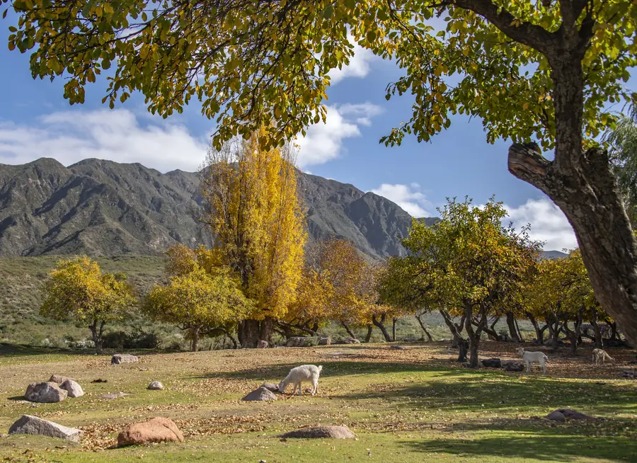 Árboles en otoño con la montaña de fondo y animales pastando