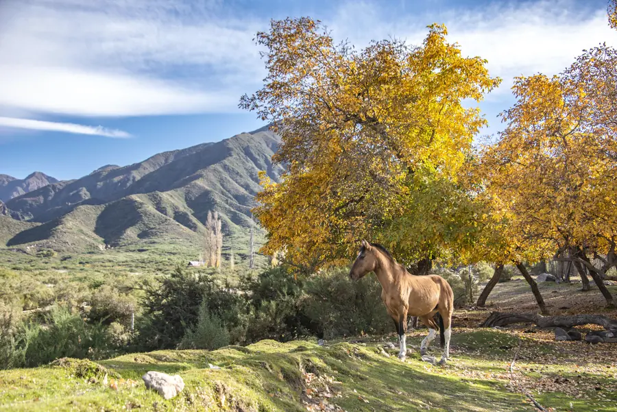Caballo bajo álamos dorados en otoño, con la montaña detrás