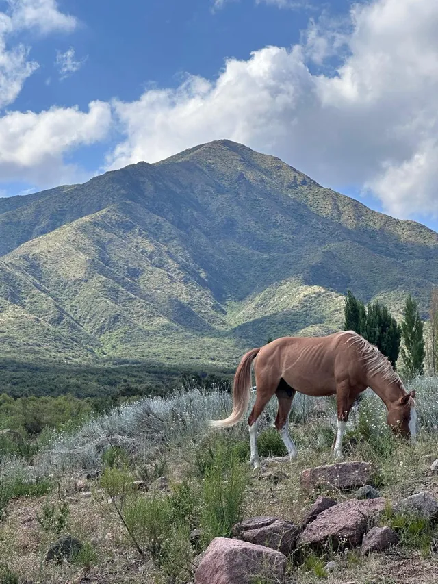 Caballo pastando entre arbustos y piedras, con la montaña verde y el cielo nublado detrás