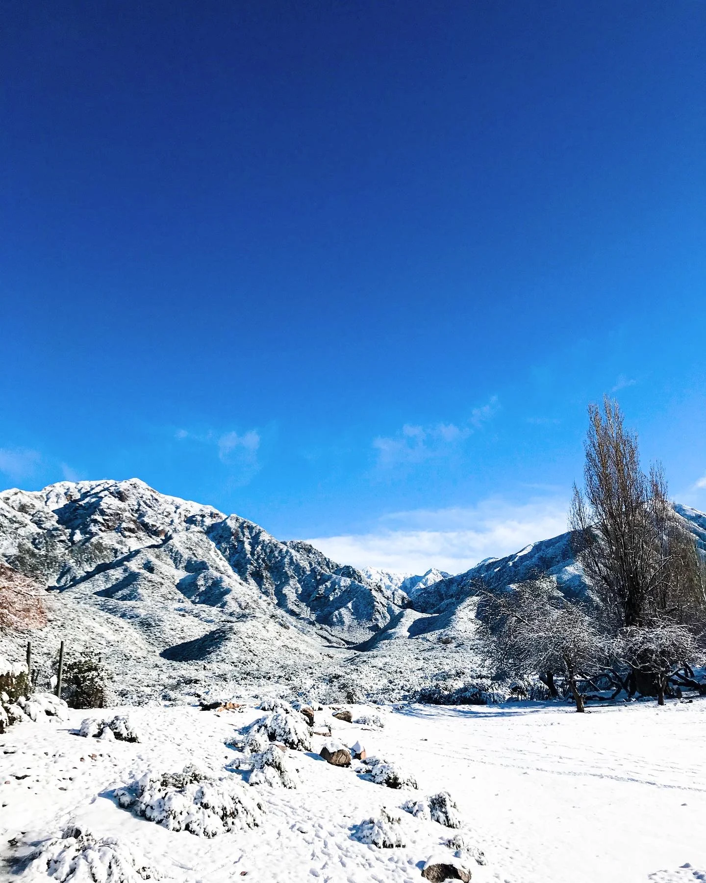 Montaña y arbustos cubiertos de nieve bajo un cielo despejado, con álamos a un costado