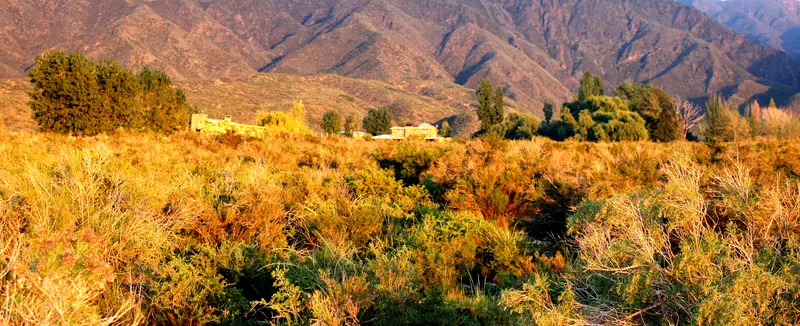 Jarilla y arbustos dorados al amanecer, con la montaña detrás