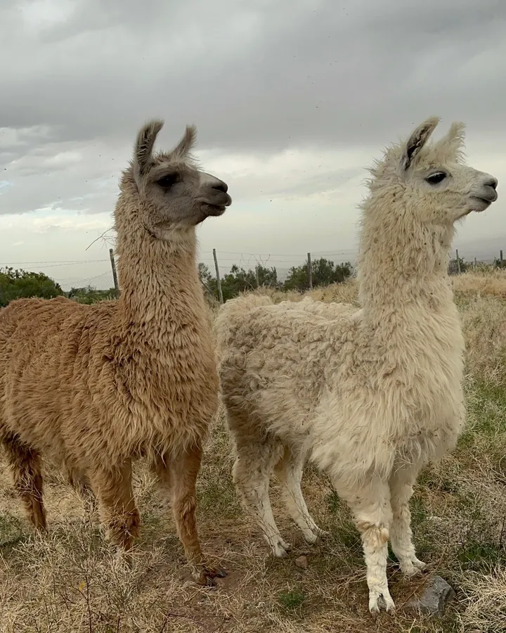 Dos llamas, una marrón y una blanca, paradas en el pasto seco bajo un cielo nublado